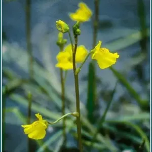 Bladder Wort Alaskan<span> - </span>30 ml