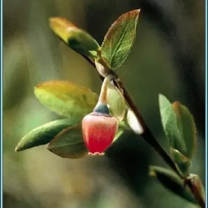 Blueberry Pollen Alaskan<span> - </span>30 ml