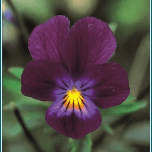 Blue Elf Viola Alaskan<span> - </span>30 ml