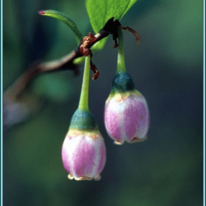 Bog Blueberry Alaskan<span> - </span>30 ml