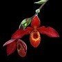 1. ANDEAN FIRE LTOE 15 ML