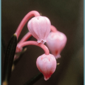 BOG ROSEMARY ALASKA