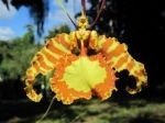 LADY BUTTERFLY (CUBA) 15 ML PHI