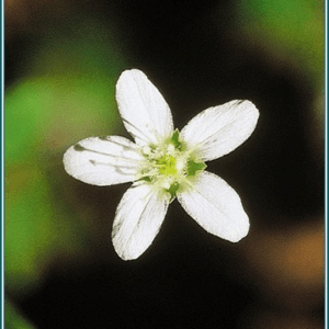 Grove standwort Alaskan<span> - </span>7.5 ml
