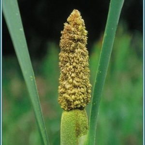 CATTAIL POLLEN ALASKA
