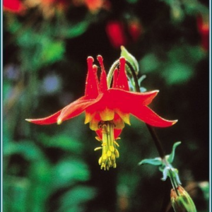 COLUMBINE ALASKA