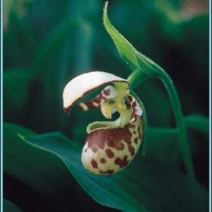 Lady’s slipper Alaskan
