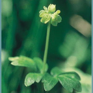 Moschatel Alaskan
