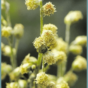 Mountain wormwood Alaskan<span> - </span>7.5 ml