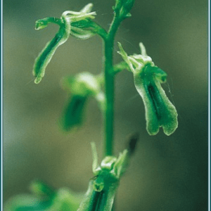 Northern twayblade Alaskan