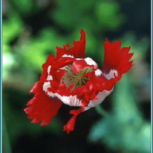 Opium poppy Alaskan<span> - </span>7.5 ml