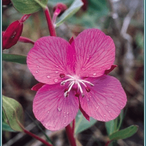 River beauty Alaskan