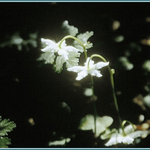 Single delight Alaskan