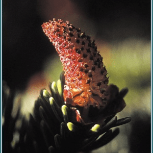 Sitka spruce pollen Alaskan<span> - </span>7.5 ml