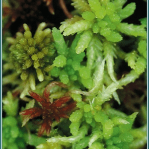 Sphagnum moss Alaskan