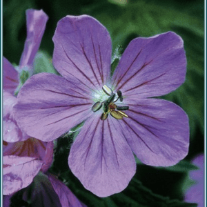 Sticky geranium Alaskan
