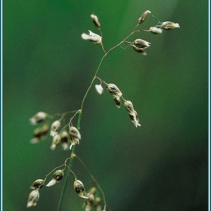 Sweetgrass Alaskan