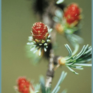 Tamarack Alaskan