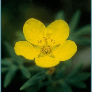 Tundra rose Alaskan