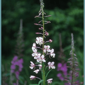 White fireweed Alaskan