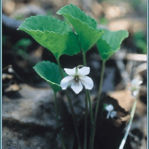 White violet Alaskan