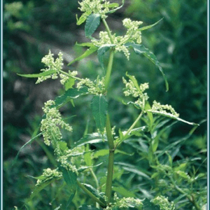 Wild rhubarb Alaskan