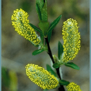 Willow Alaskan 30 ML