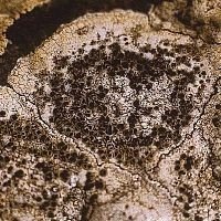 LICHEN PHI n°15 15 ML