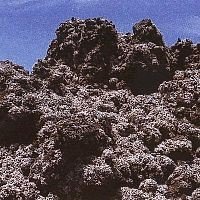 LICHEN PHI n°16 15 ML