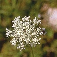 CAROTTE SAUVAGE 15 ML PHI