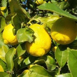 CITRONNIER 15 ML PHI