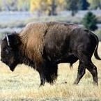 BISON A.E 15 ML PHI