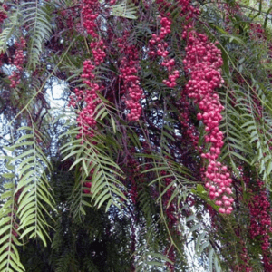 ARBOL DEL PERU/POIVRE D'AMERIQUE SYLFOS<span> - </span>30 ml