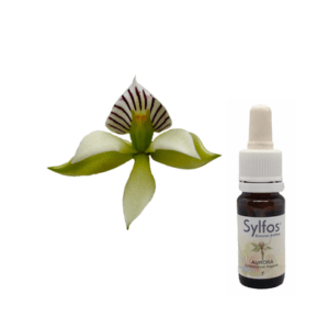 02. ORCHIDÉE AURORA Epidendrum fragrans Sylfos