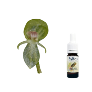 08. ORCHIDÉE DE LA MÉDITATION Pleurothallis revoluta Sylfos