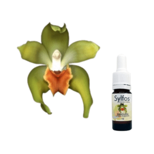 12. ORCHIDÉE DE LA SAGESSE Lycaste longipetala Sylfos