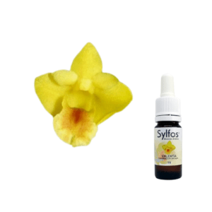 14. ORCHIDÉE DU COURAGE Dendrobium anceps Sylfos