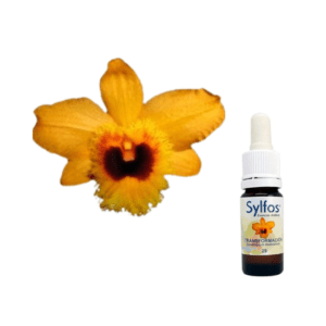 15. ORCHIDÉE DE LA TRANSFORMATION  (Dendrobium fimbriatum) Sylfos