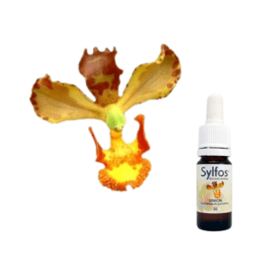 16 . ORCHIDÉE DE L'UNION (Cyrtopodium puntatum) Sylfos