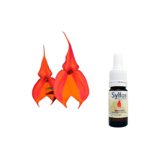 17. ORCHIDÉE WAKANKI (Masdevallia veitchiana) Sylfos