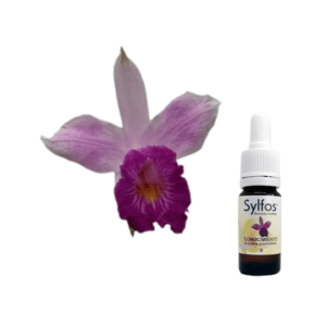 03. ORCHIDÉE DE LA CONNAISSANCE Arundina graminifolia Sylfos