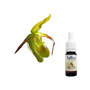 04. ORCHIDÉE DE L’ÉQUILIBRE Phragmipedium longifolium Sylfos