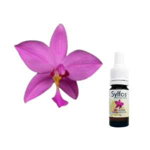 05. ORCHIDÉE DE L’INTUITION Spathoglottis plicata Sylfos