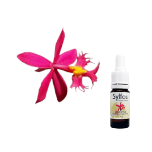 06. ORCHIDÉE DE LA JEUNESSE Epidendrum ibaguense Sylfos