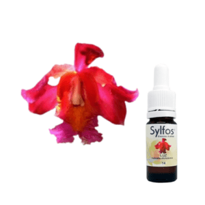 07. ORCHIDÉE DE LUMIÈRE Sobralia dichotoma Sylfos