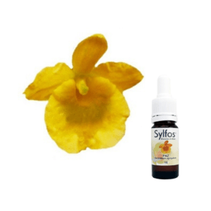 09. ORCHIDÉE DE LA PAIX Dendrobium aggregatum Sylfos