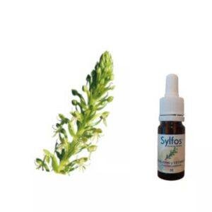 13. ORCHIDÉE ÉQUILIBRE ET STABILITÉ Habenella petalodes Sylfos